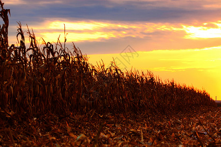 粮食收成玉米田准备在夏光之夜收割了生长图片