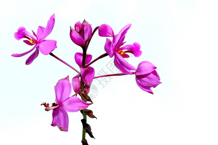 紫花朵风铃草自然植物学图片