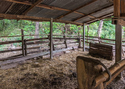 农业畜牧国内的旧木板地面上干草的老木摊子用于泰国当地农耕的猫头鹰图片