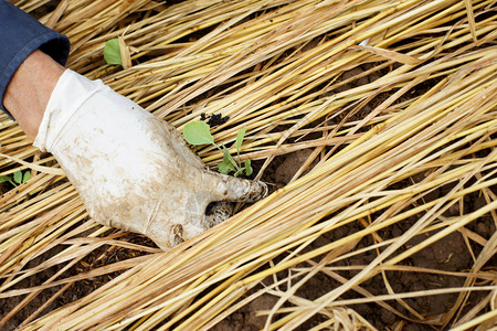 干净的庄稼莴苣在蔬菜园种植生苗头的农民图片