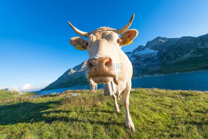 食物高的夏天在瑞士阿尔卑斯山的高牧场上太阳图片