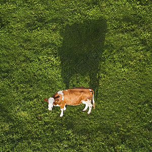 荷斯坦天空自然泰因奶牛及其在从天上看的草地大阴影背景图片