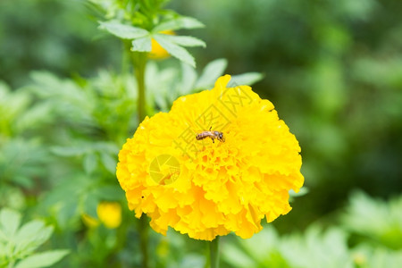 种植的夏天寻找花蜜蜂在园里播种的黄色花朵危险图片