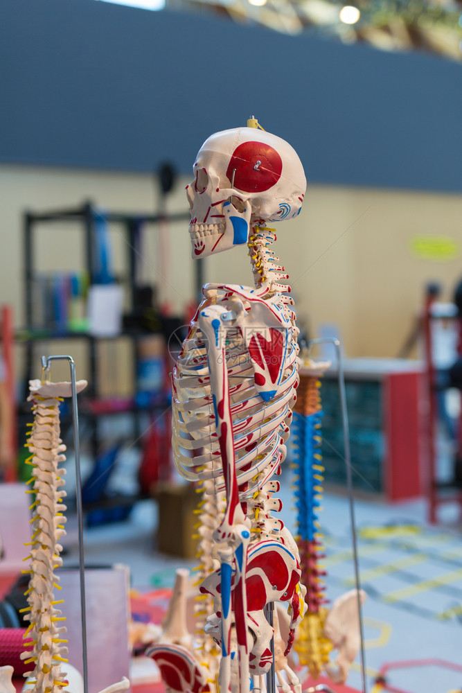 身体带有彩色标志的塑料人体骨骼用于医学习带有彩色标志的塑料人体骨骼用于医学习脊柱图片
