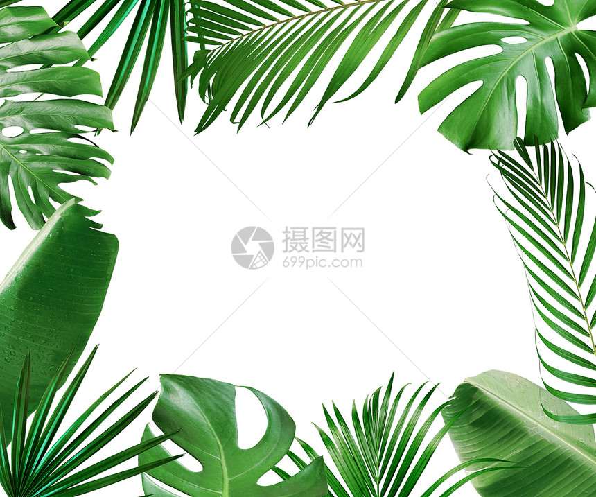 绿色异国情调新鲜的孤立于白色背景的热带绿叶树植物安排自然框架图片