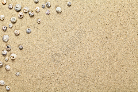 假期带复制空间的沙海滩背景壳及空间金的质地图片