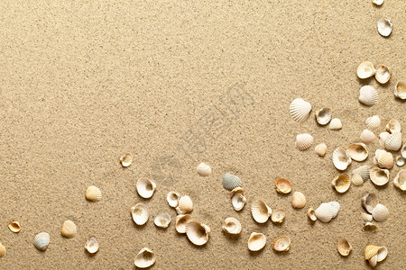 沙滩上的海壳 图片