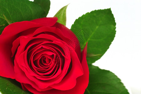 喜红玫瑰树的紧贴花朵开留下红玫瑰的花朵一种情欲图片