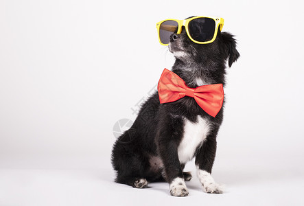 太阳镜黑色狗黄墨镜和白色背景的红弓领带肖像哺乳动物背景图片