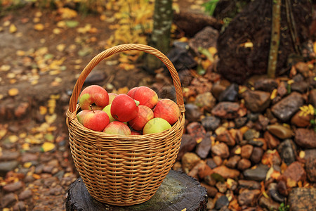 柳条带红苹果的篮子秋天生命景观红色的背景图片