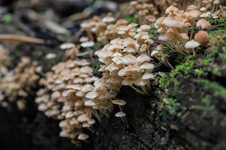 地衣树木日志上的蘑菇苔藓图片