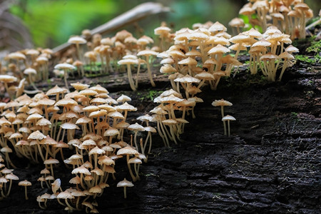 地衣日志上的蘑菇生长木头图片