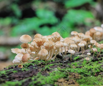 自然生长湿的日志上蘑菇图片