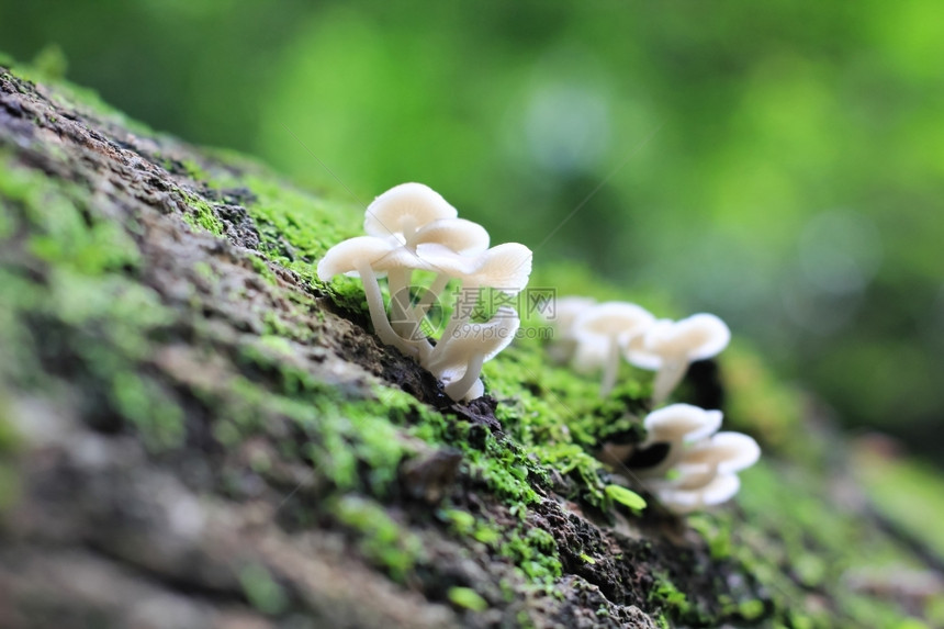 树木苔藓闪电日志上的蘑菇图片