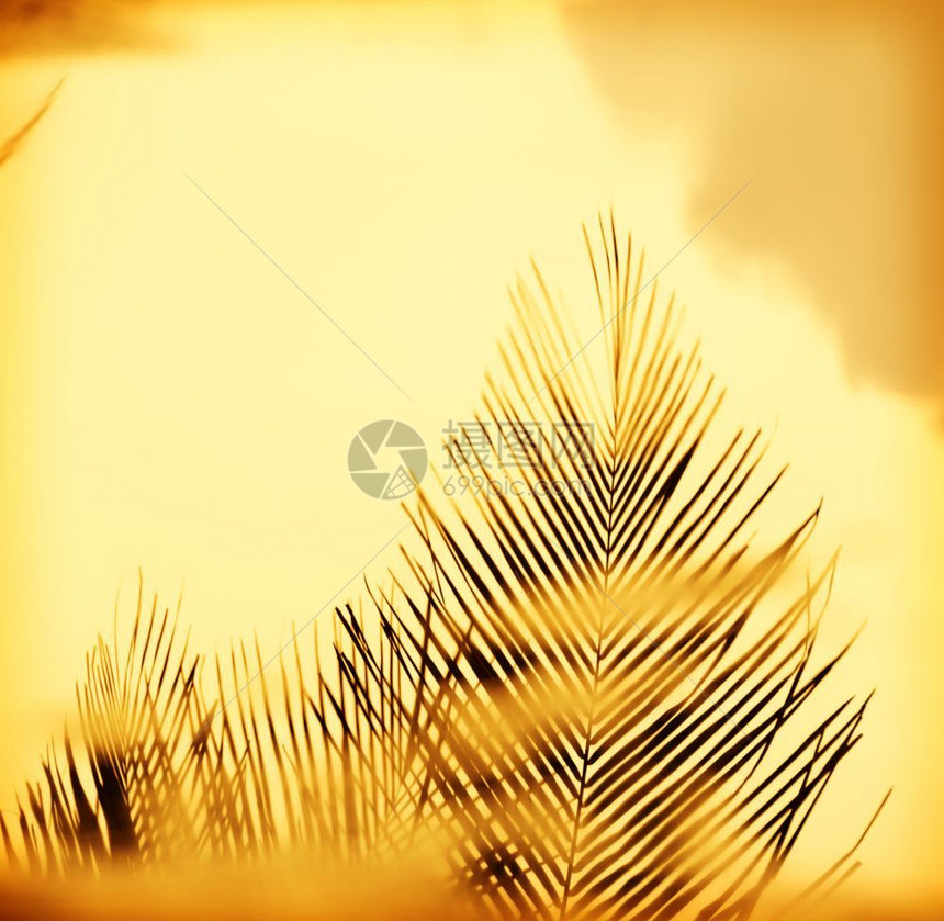 棕榈树黄昏的日落光丛林户外树干图片