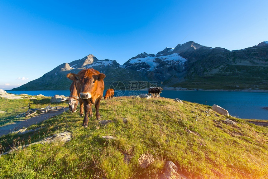 夏天在湖附近的高山牧场上牛群自然草地瑞士图片