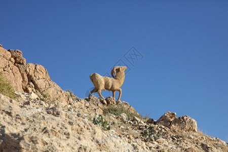 撒哈拉突尼斯Chebika的绵羊纪念碑骡子内存和平图片