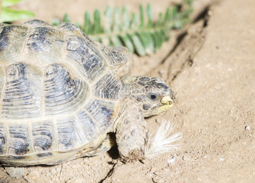 濒危保护古老的乌龟在地上行走爬虫图片