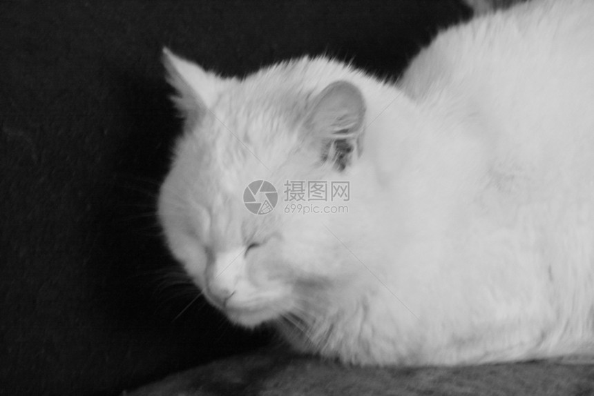 睡觉的白色猫猫图片