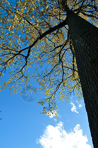 大橡树蓝色天空背景的大橡树木头蓝色的美丽图片