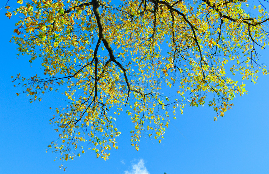 分支木头蓝色的大橡树天空背景的大橡树图片