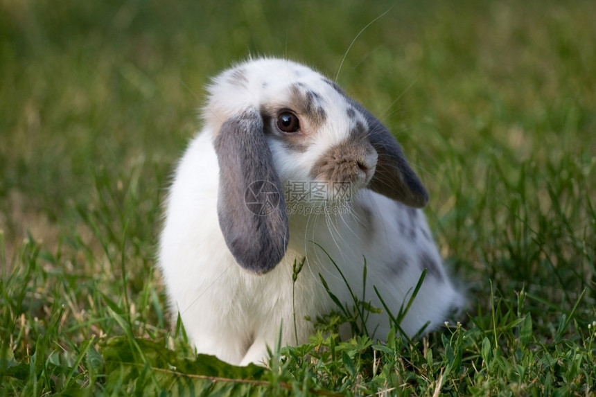 公园草地上一只兔子图片