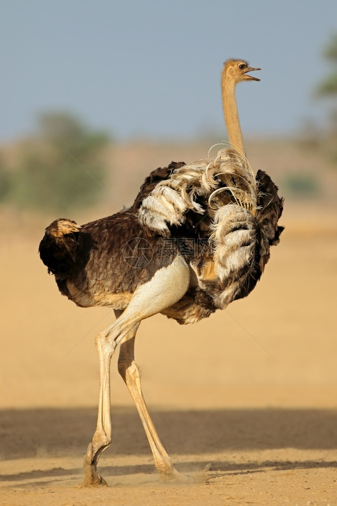 不会飞的在南非卡拉哈里沙漠露天展翅膀的雌食人动物Stuthio骆驼鸟加拉迪图片