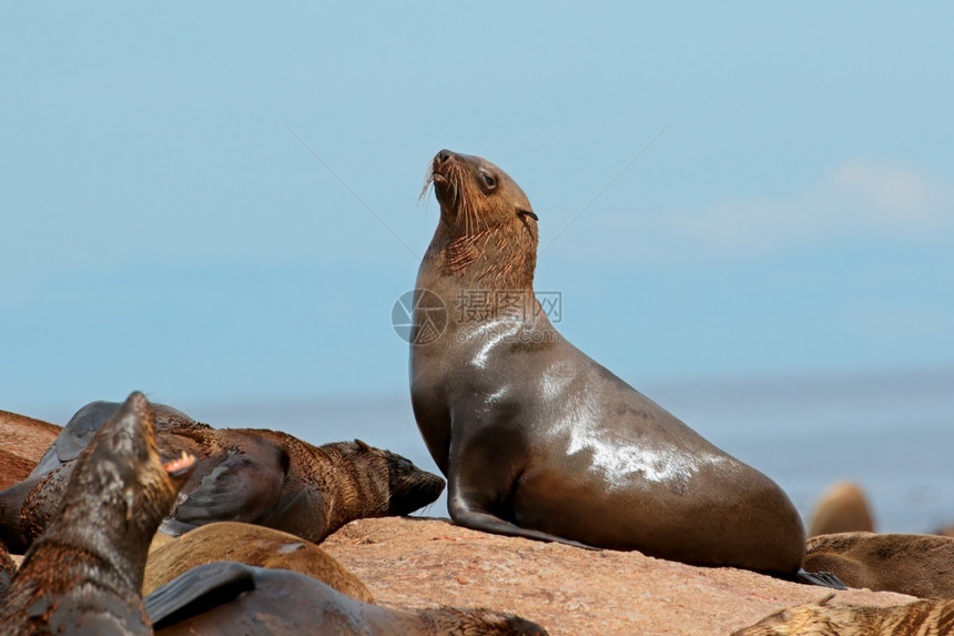 动物群南非沿海岩石上的棕角皮海豹ArctocecephaluusPusillus生态水图片