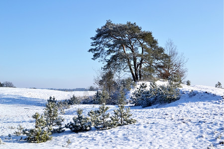 荷兰Kootwijk的Kootwijkerzand雪草丛空白的状态图片