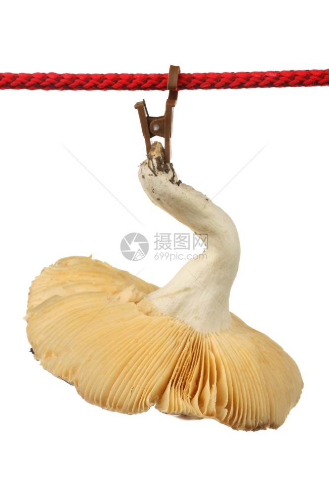 食物秋天一条蘑菇挂在衣着线上白色背景与世隔绝吃图片