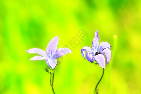 一对美丽的风铃草花一对美丽的风铃草花在田里紫色衬套图片