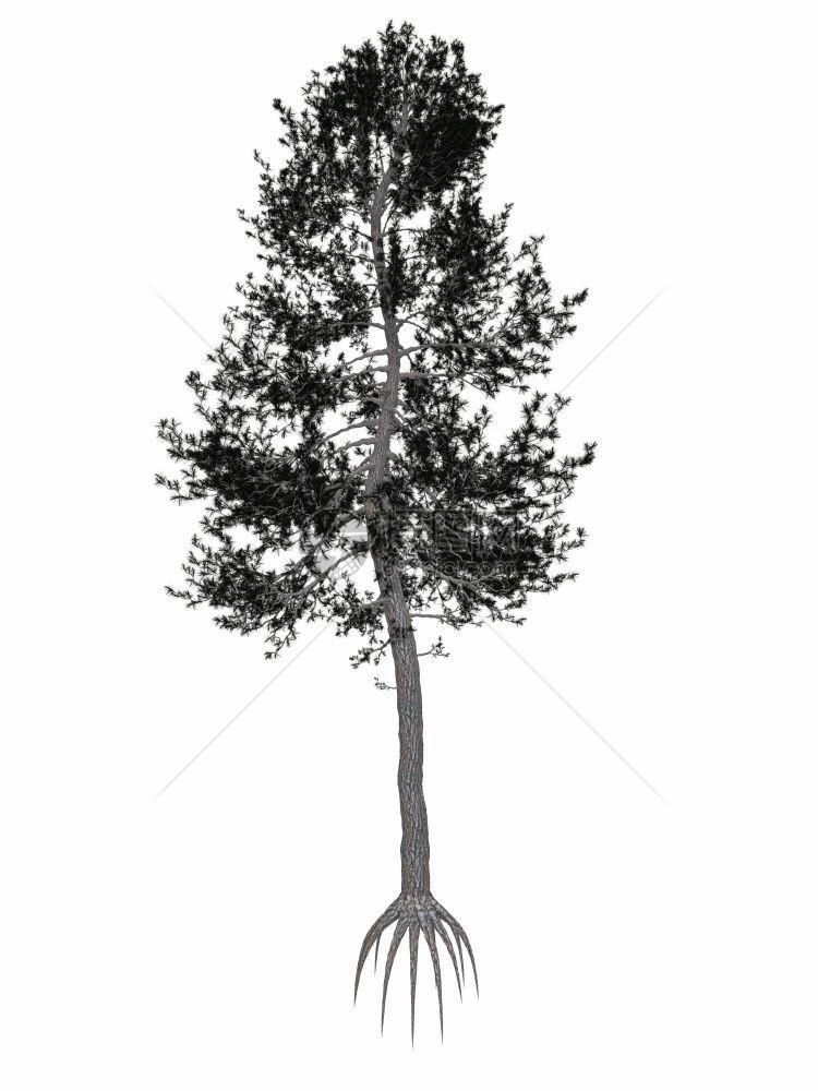 奥地利或黑松白色背景中孤立的树3D渲染奥地利或黑松树渲染干插图根图片
