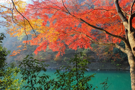 秋天湖岸边的黄色树叶图片