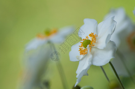 春天丰富多彩的然本底花朵中的白葵和安眠植物学图片