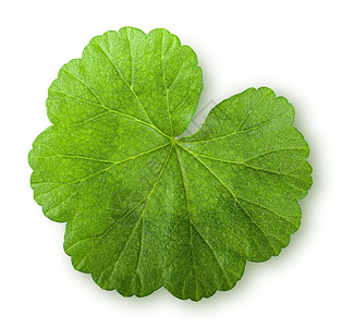 植物白色背景上孤立的绿色多汁叶顶视图自然子图片