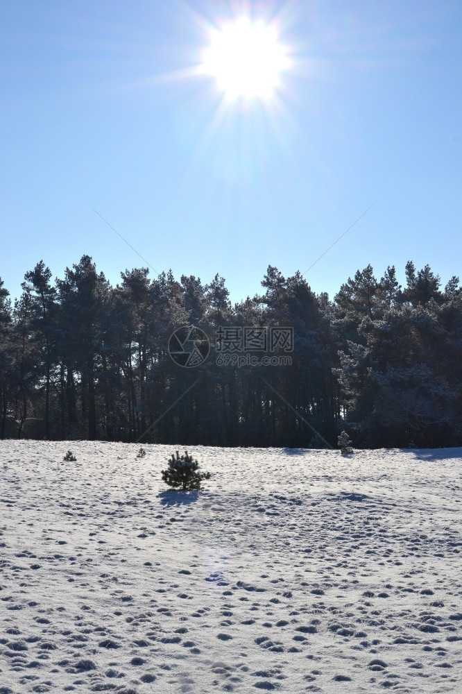 自然荷兰Kootwijkerzand上的雪蓝色库特维克图片