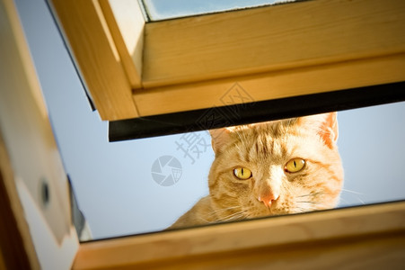 透过窗口看的猫咪图片