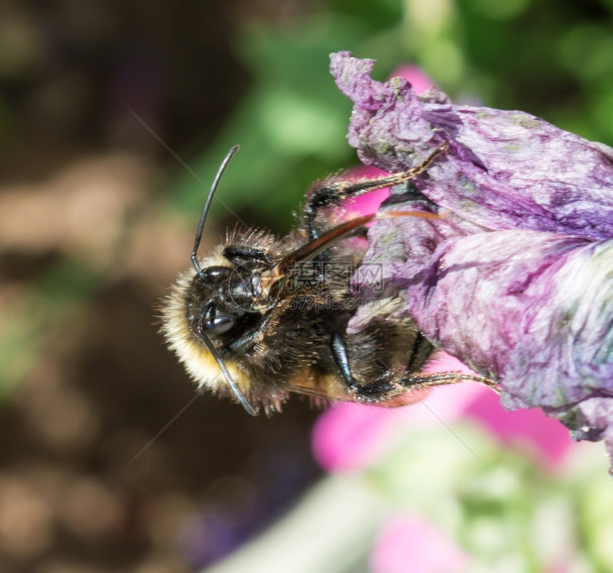腿毛茸的一只蜜蜂其原生养喷涌收集一朵垂死的花上粉漏洞图片