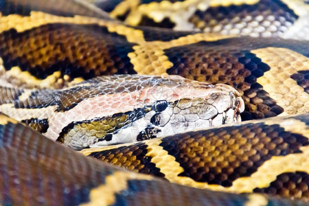 蛇园鼹鼠野生动物冷血在园关闭的网状皮松头部照片背景