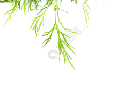 新鲜的有机绿色莳萝纹理关闭在白色背景香料蔬菜茴图片