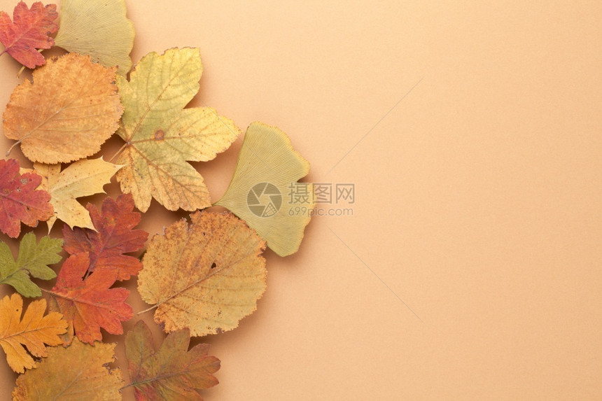 丰富多彩的秋叶图片