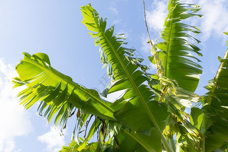 天空植物在澳大利亚昆士兰州香蕉树叶对蓝天自然图片