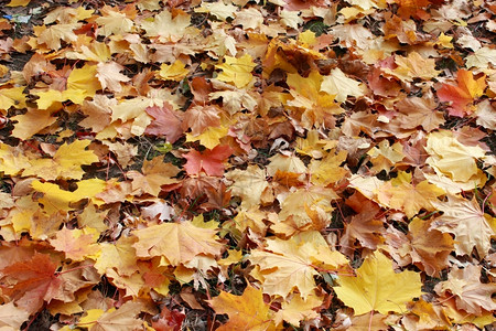 秋天美丽的落叶图片