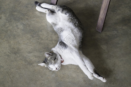 白色的猫咪睡在地板上图片