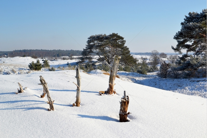 管理松树雪图片