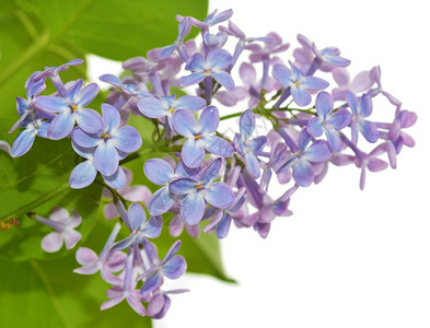 木犀科树叶白色背景上的紫花叶树枝绽放背景图片