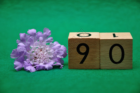 花瓣以绿色背景的紫花为绿底第九十号数花的图片