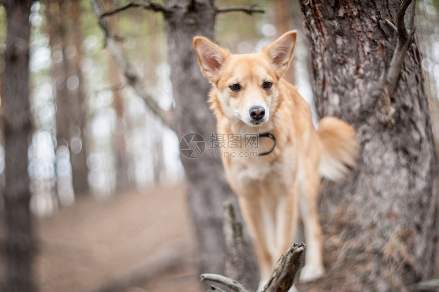 红狗在松树森林背景上的肖像浅田地深度有选择的焦点巴斯塔树木宠物图片