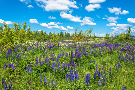 花的自然景观美丽夏日风景紫色高亮度图片