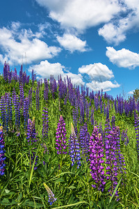 景观美丽的夏日风景紫色高亮度俄罗斯绽放背景图片